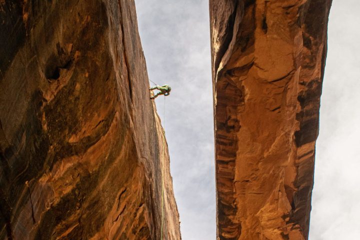 a group of tall trees