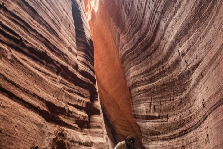 a close up of a horse